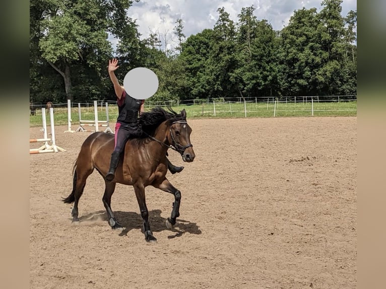 Connemara Mare 12 years 14,1 hh Dun in Frankenberg (Eder)