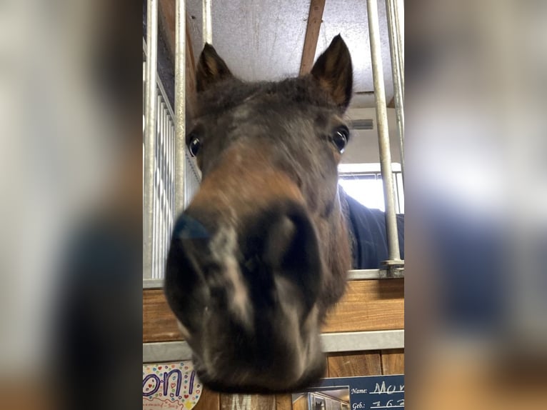 Connemara Mare 12 years 14,1 hh Dun in Frankenberg (Eder)