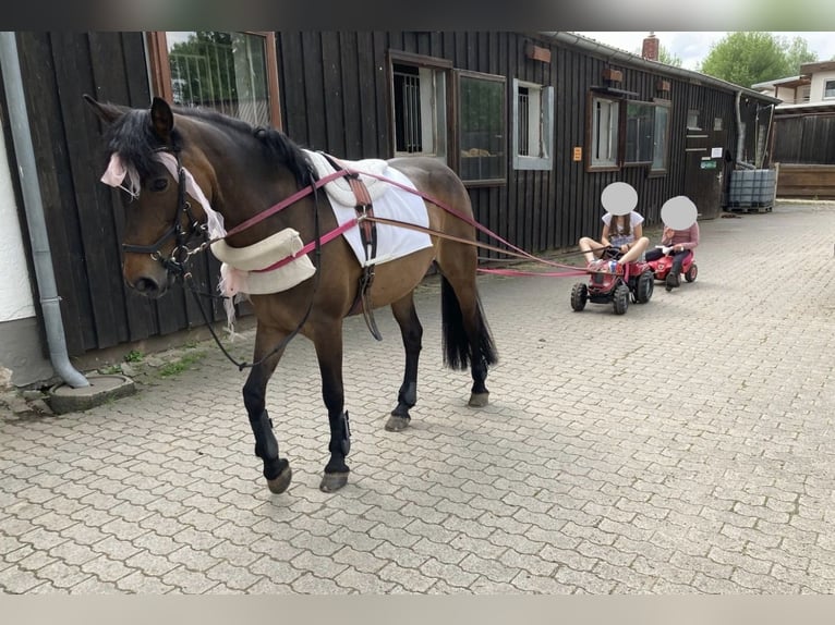 Connemara Mare 12 years 14,1 hh Dun in Frankenberg (Eder)