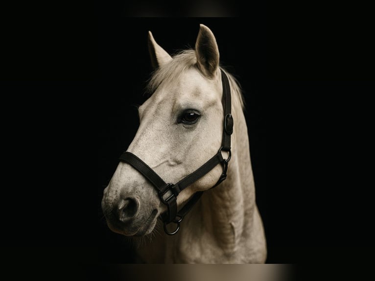 Connemara Mare 12 years 14,1 hh Grey in Lasocin