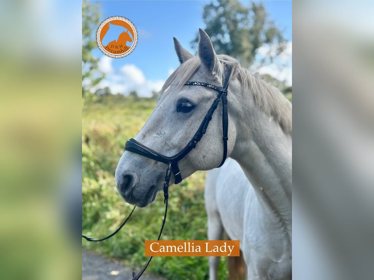 Connemara Mare 12 years 14,2 hh Grey in Loughrea