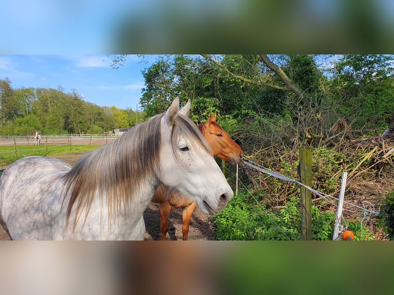 Connemara Mix Mare 12 years 14,3 hh Grey-Dapple in Kerken