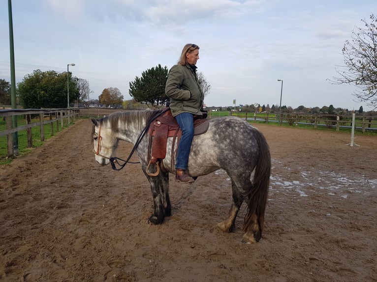 Connemara Mix Mare 12 years 14,3 hh Grey-Dapple in Kerken