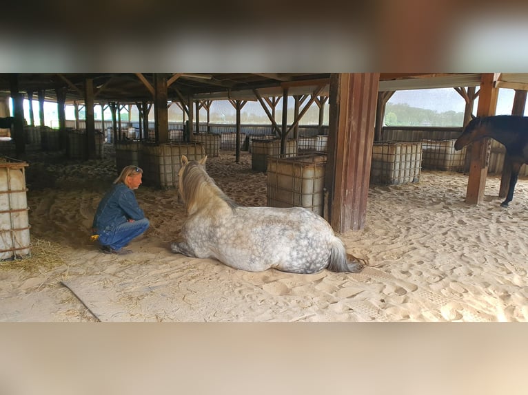 Connemara Mix Mare 12 years 14,3 hh Grey-Dapple in Kerken