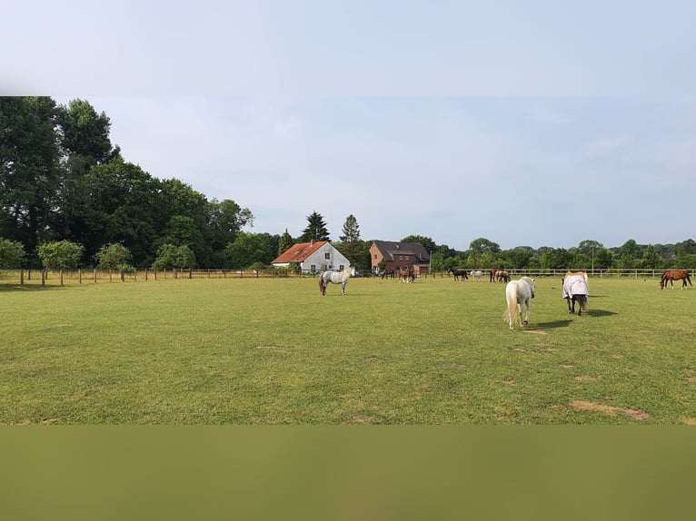 Connemara Mix Mare 12 years 14,3 hh Grey-Dapple in Kerken