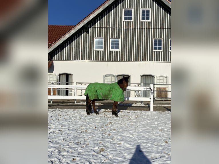 Connemara Mare 12 years 15 hh Brown in Bad Wünnenberg