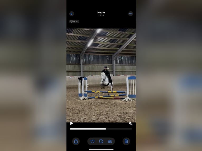 Connemara Mix Mare 13 years 13,1 hh in Overath