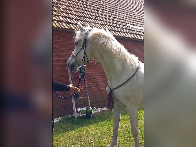 Connemara Mix Mare 13 years 14,1 hh Gray in Klazienaveen