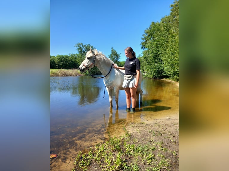 Connemara Mix Mare 13 years 14,1 hh Gray in Klazienaveen