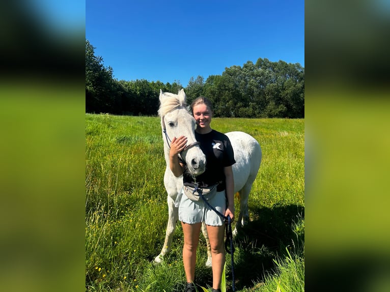 Connemara Mix Mare 13 years 14,1 hh Gray in Klazienaveen