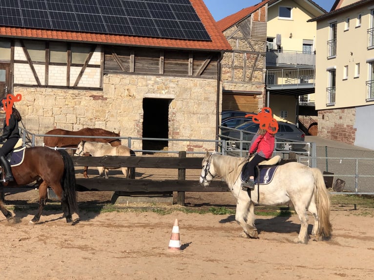 Connemara Mix Mare 13 years 14.1 hh Grey-Fleabitten in Karbach