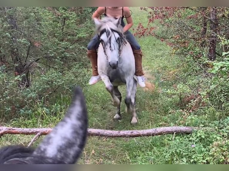 Connemara Mix Mare 13 years 14.1 hh Grey-Fleabitten in Karbach