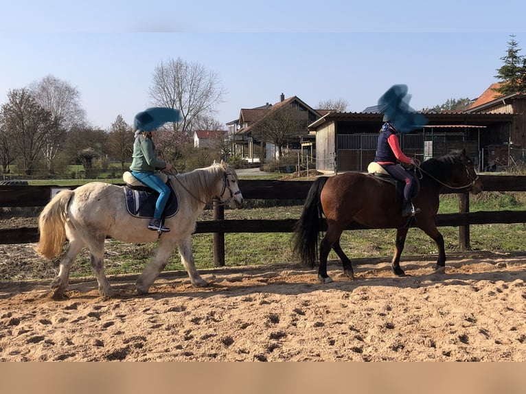 Connemara Mix Mare 13 years 14.1 hh Grey-Fleabitten in Karbach