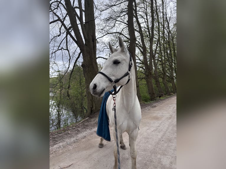 Connemara Mare 13 years 14.2 hh Grey in Ammersbek