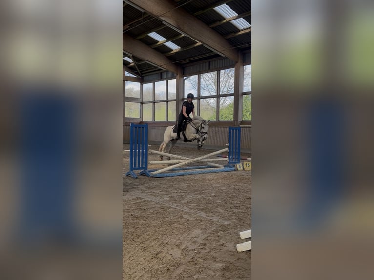 Connemara Mare 13 years 14.2 hh Grey in Ammersbek