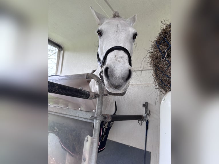Connemara Mare 13 years 14.2 hh Grey in Ammersbek