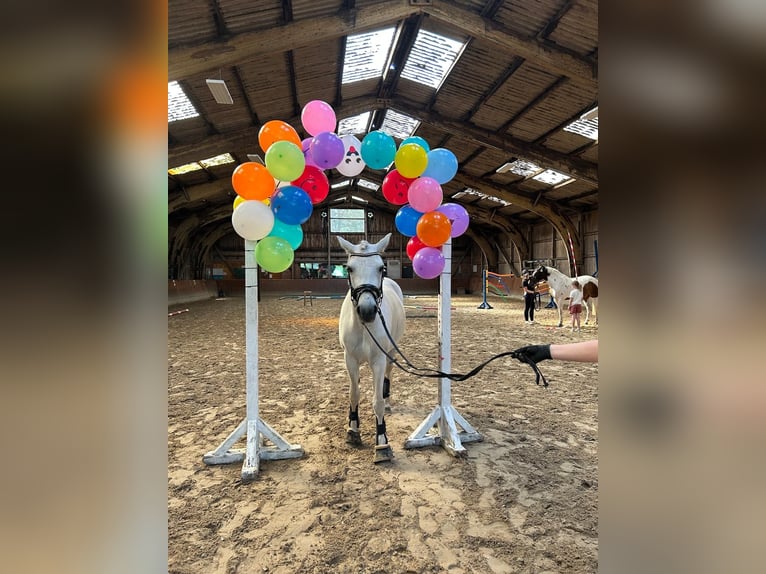 Connemara Mare 13 years 14.2 hh Grey in Ammersbek