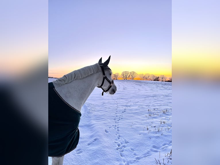 Connemara Mare 13 years 14.2 hh Grey in Ammersbek