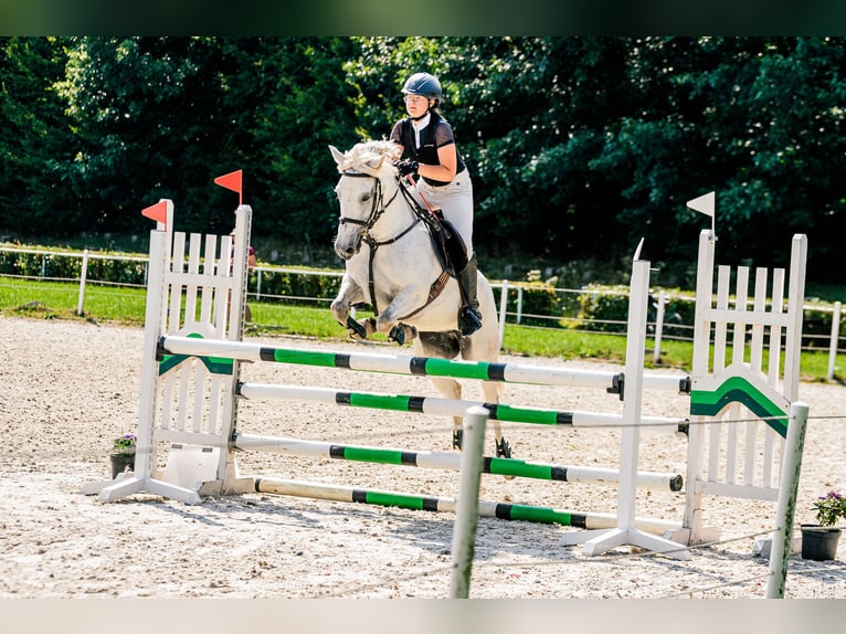 Connemara Mare 13 years 14 hh Gray in Alwernia