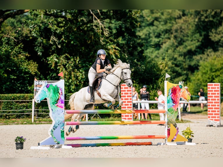 Connemara Mare 13 years 14 hh Gray in Alwernia