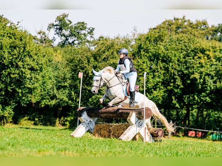 Connemara Mare 13 years 14 hh Gray in Alwernia