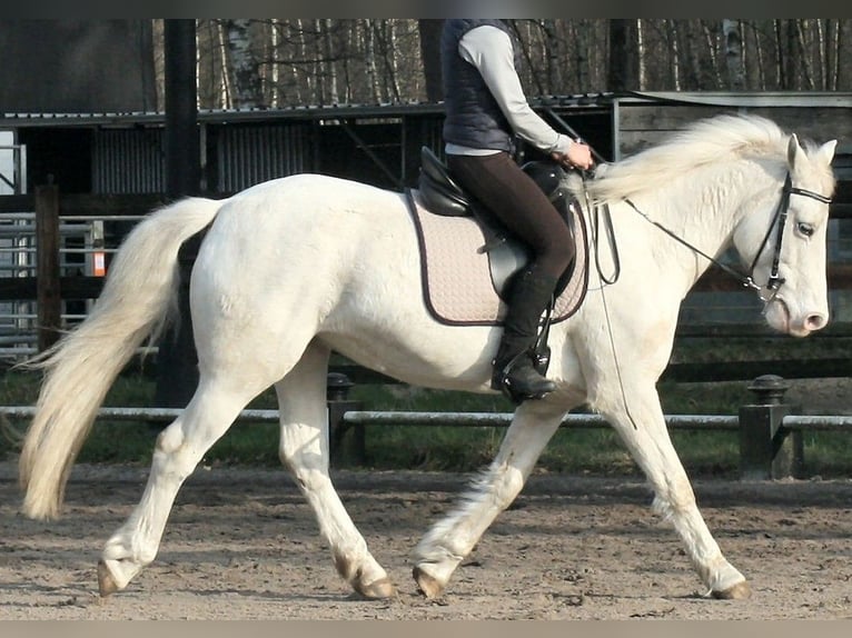 Connemara Mare 13 years 14 hh Grey in Münster