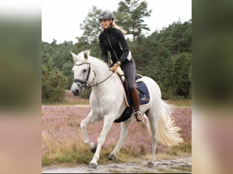 Connemara Mare 13 years 14,1 hh Grey-Fleabitten in Waldbröl Connemara Mare 13 years 14,1 hh Grey-Fleabitten in Waldbröl