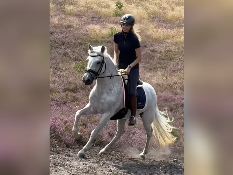 Connemara Mare 13 years 14,1 hh Grey-Fleabitten in Waldbröl Connemara Mare 13 years 14,1 hh Grey-Fleabitten in Waldbröl