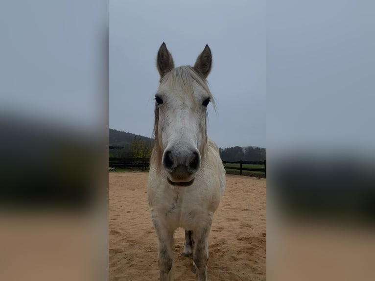 Connemara Mix Mare 13 years 14,1 hh Grey-Fleabitten in Karbach