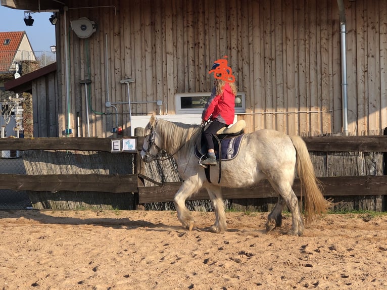 Connemara Mix Mare 13 years 14,1 hh Grey-Fleabitten in Karbach