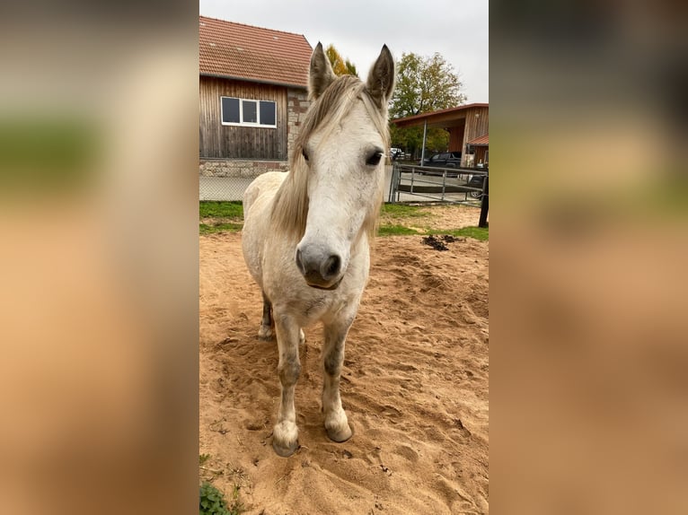 Connemara Mix Mare 13 years 14,1 hh Grey-Fleabitten in Karbach