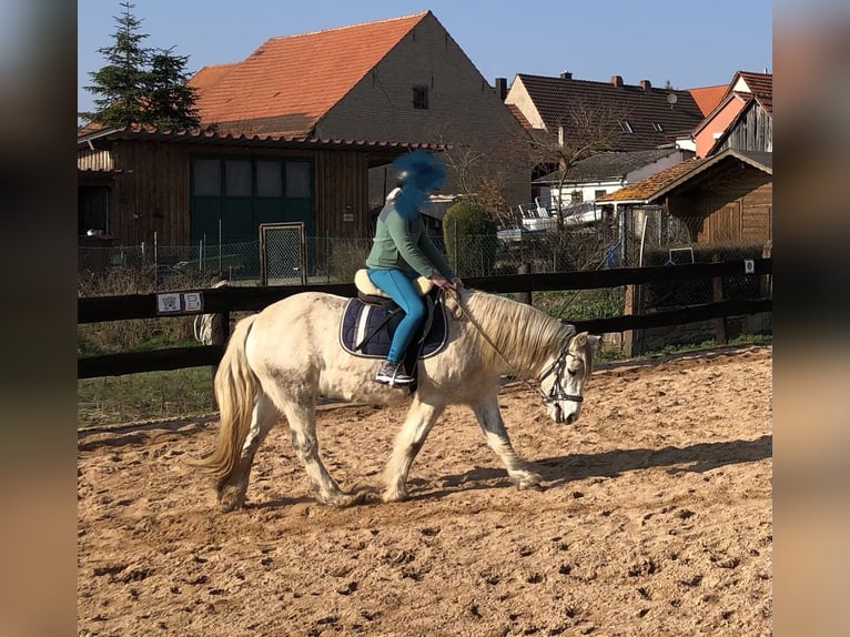 Connemara Mix Mare 13 years 14,1 hh Grey-Fleabitten in Karbach