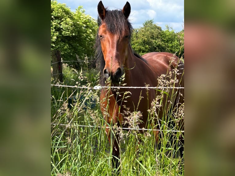 Connemara Mare 13 years 14,2 hh Brown in Essen