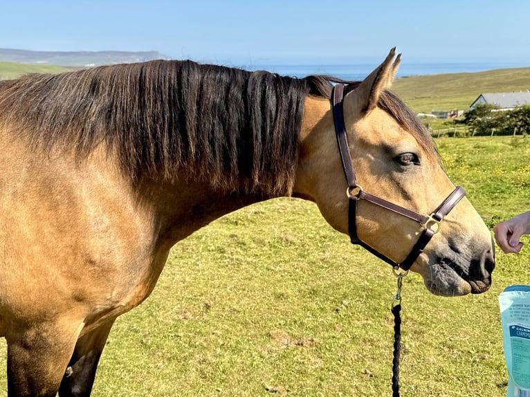 Connemara Mare 13 years 14,2 hh Dun in Shetland