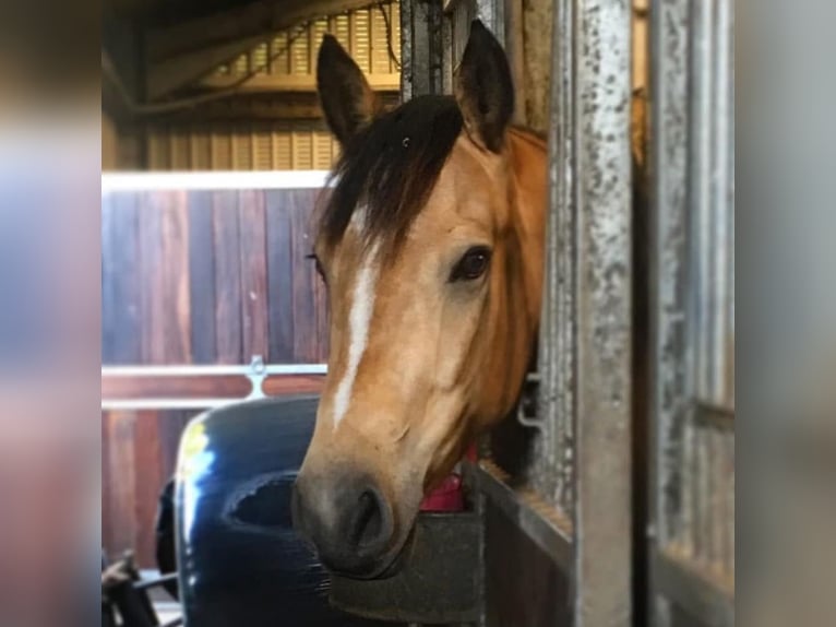 Connemara Mare 13 years 14,2 hh Dun in Shetland