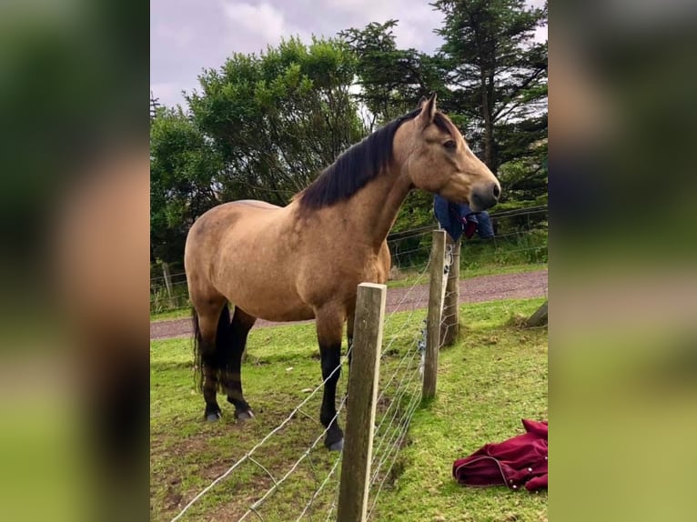 Connemara Mare 13 years 14,2 hh Dun in Shetland