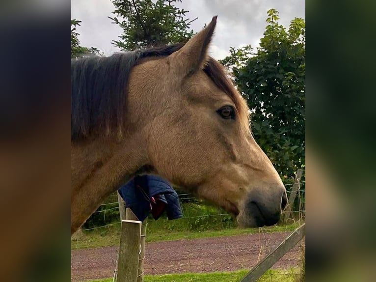 Connemara Mare 13 years 14,2 hh Dun in Shetland
