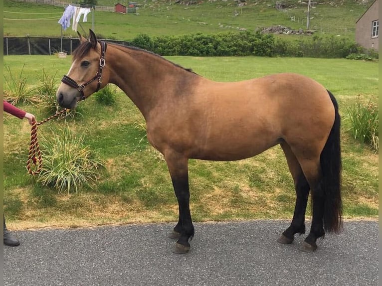Connemara Mare 13 years 14,2 hh Dun in Shetland
