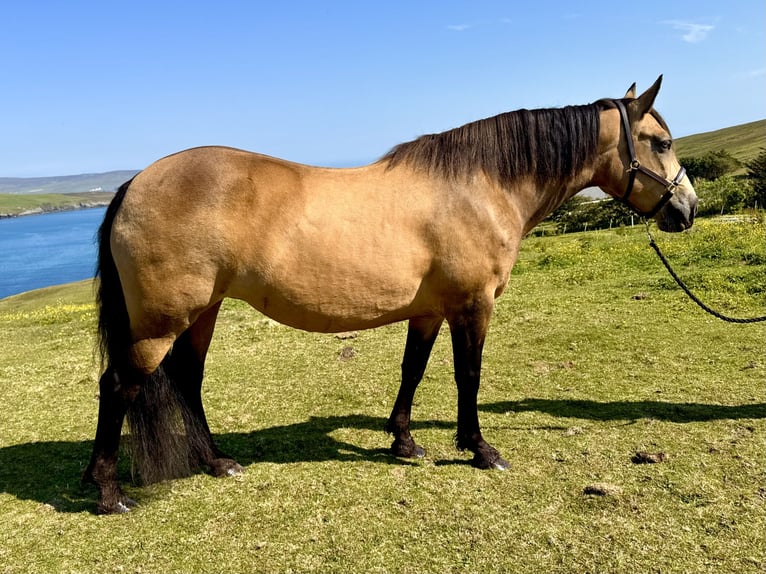 Connemara Mare 13 years 14,2 hh Dun in Shetland