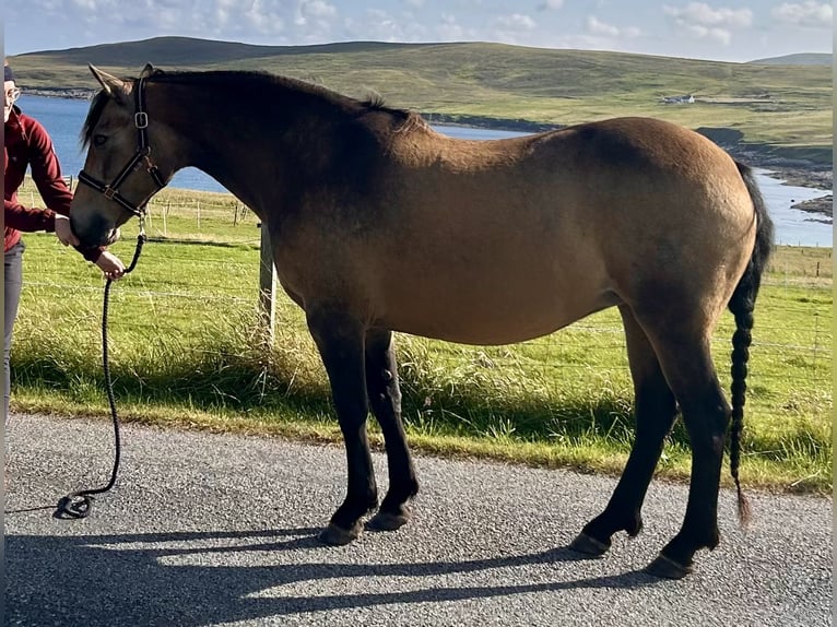 Connemara Mare 13 years 14,2 hh Dun in Shetland