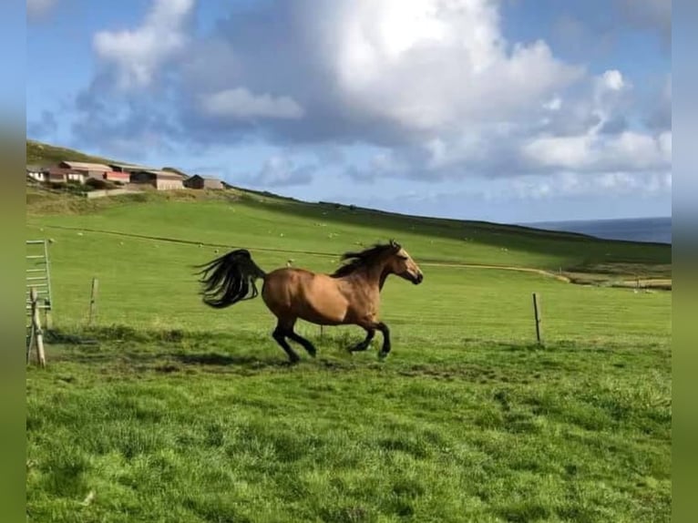 Connemara Mare 13 years 14,2 hh Dun in Shetland