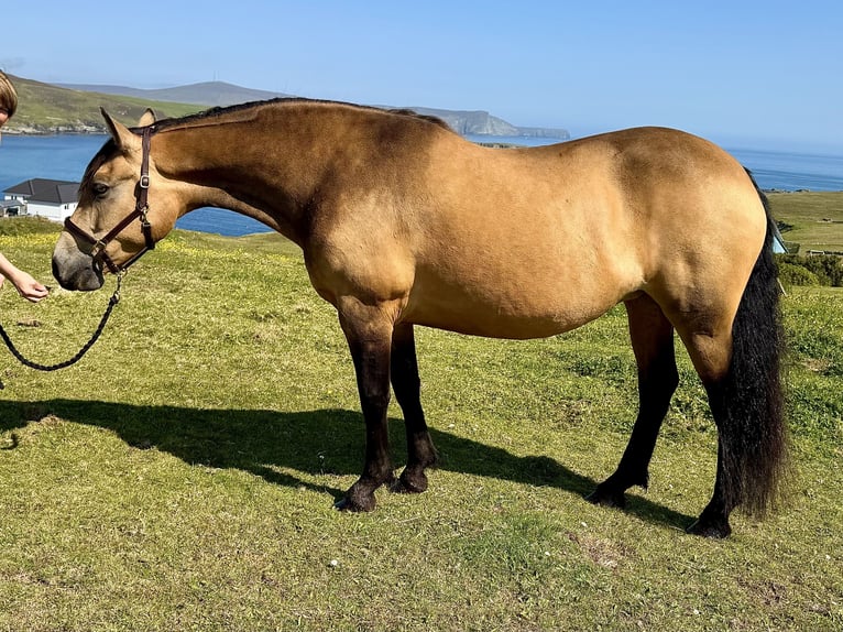 Connemara Mare 13 years 14,2 hh Dun in Shetland