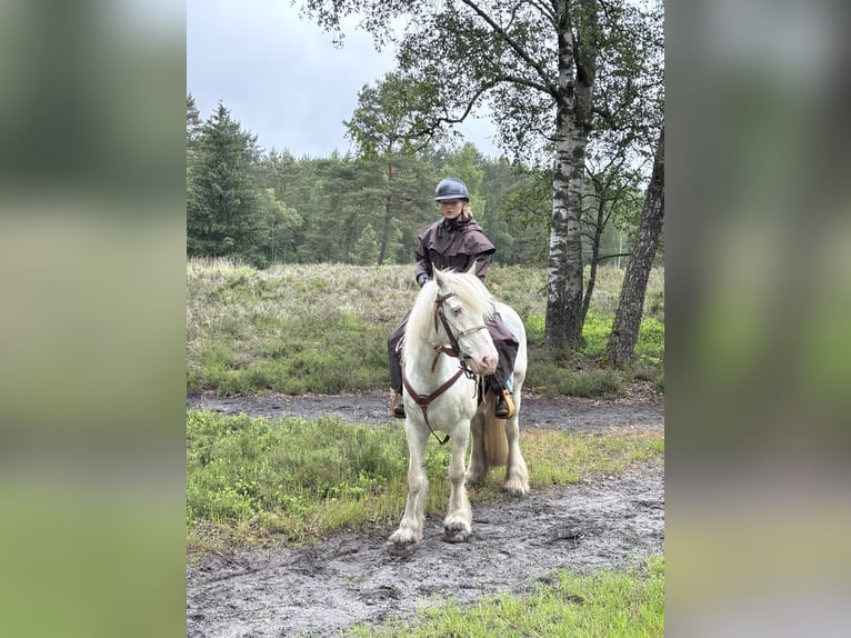 Connemara Mix Mare 13 years 14,2 hh White in BielefeldBielefeld