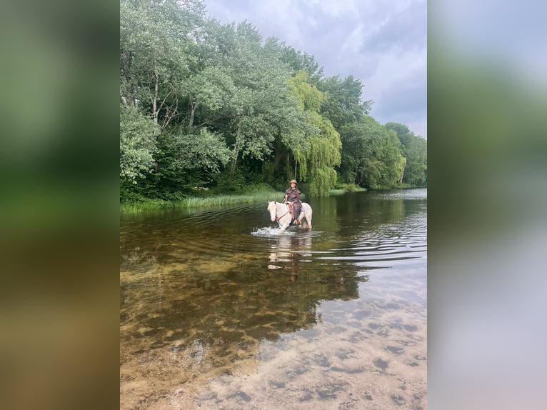 Connemara Mix Mare 13 years 14,2 hh White in BielefeldBielefeld