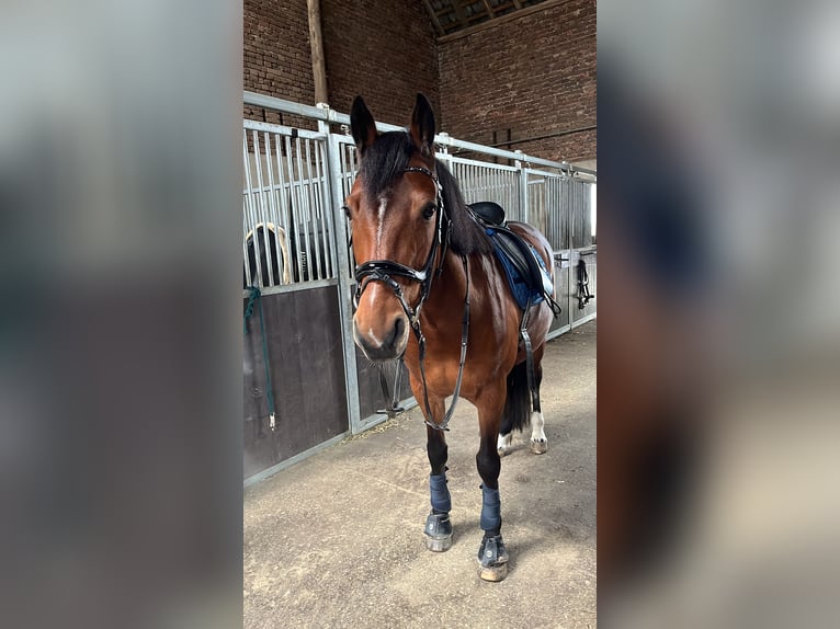 Connemara Mare 13 years 15 hh Brown in Düsseldorf