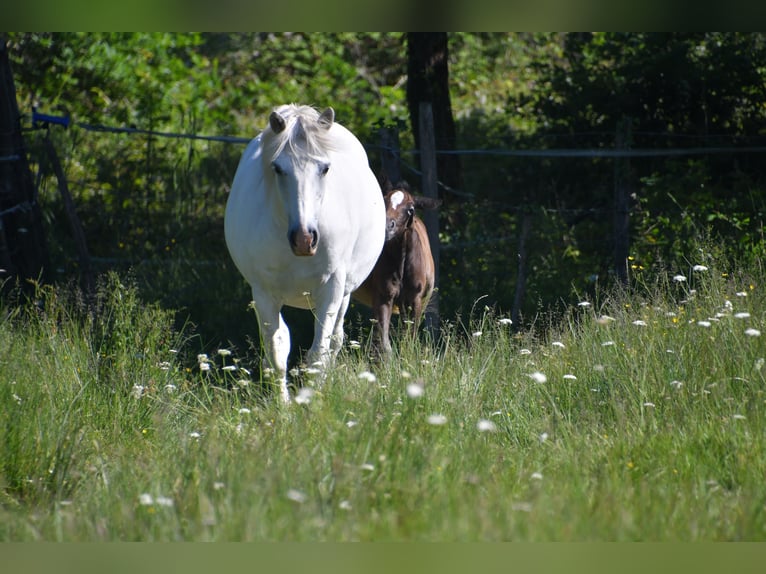 Connemara Mare 14 years 13.1 hh Grey in Reignac