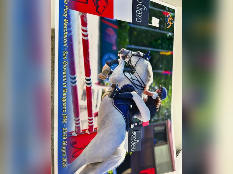 Connemara Mare 14 years 13.3 hh Grey in Roma