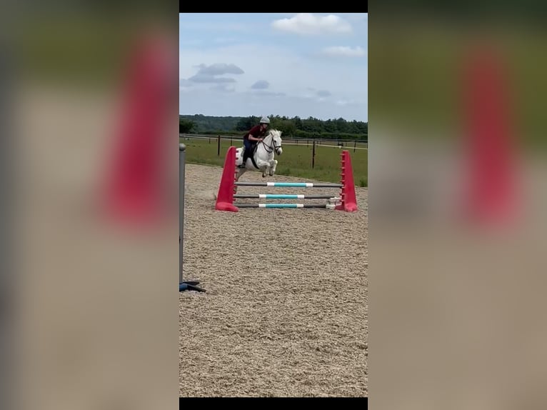 Connemara Mare 14 years 13 hh Grey in Cheveley