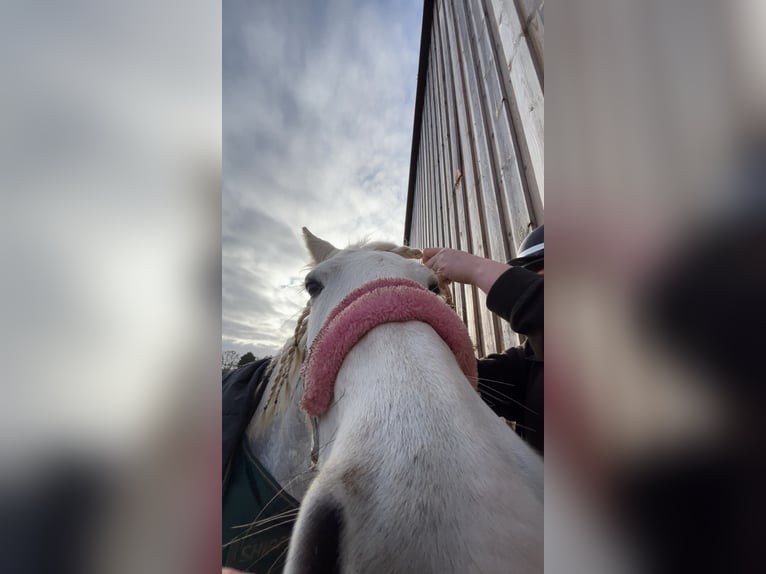 Connemara Mare 14 years 13,2 hh Grey in Newmarket