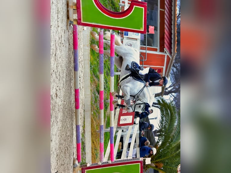 Connemara Mare 14 years 13,3 hh Grey in Roma